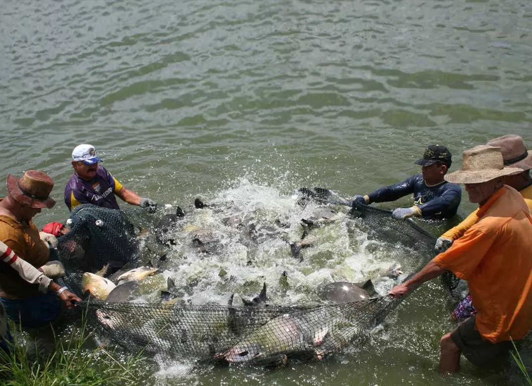 Peixamentos realizados pelo DNOCS objetivam segurança alimentar e desenvolvimento no semiárido